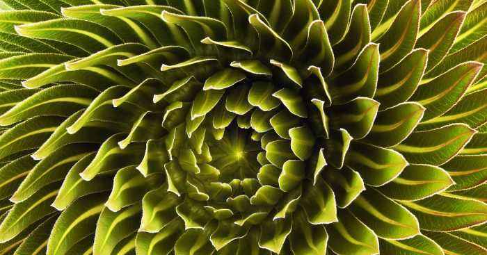 The rosette of a Lobelia deckenii found on Mount Kilimanjaro