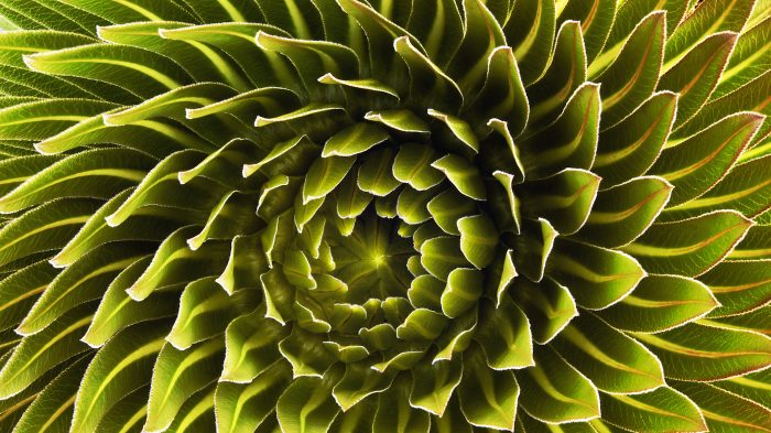 The rosette of a Lobelia deckenii found on Mount Kilimanjaro