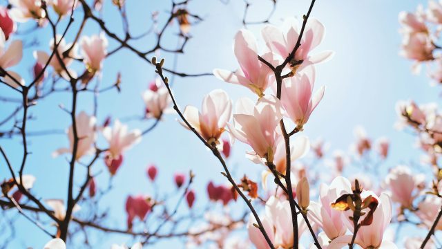 Floral background of spring magnolia flowers in a sunny garden, flowering trees in a park