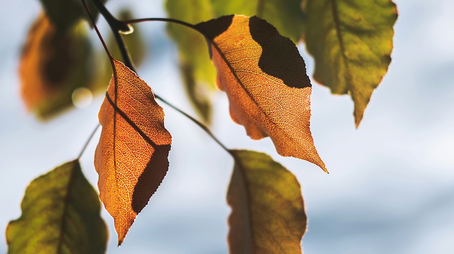 Loomis October Whitepaper 2025 Thumbnail