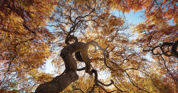 Japanese Maple tree in autumn, Japan