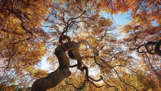 Japanese Maple tree in autumn, Japan Nomura-Q4-Quarterly-Outlook-Image-2025